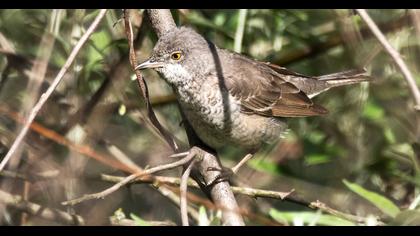 Barred Warbler