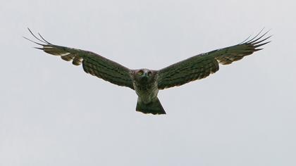 Short-toed Snake Eagle