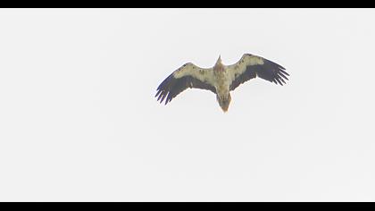Egyptian Vulture