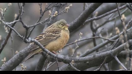 Ortolan Bunting