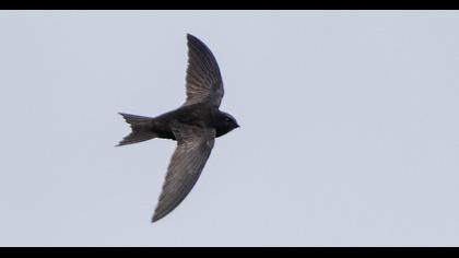 Common Swift