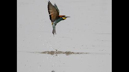 European Bee-eater