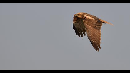 Western Marsh Harrier