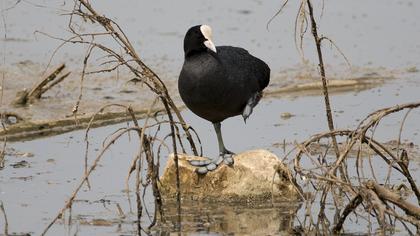 Eurasian Coot