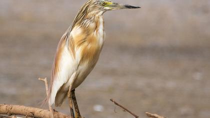 Squacco Heron