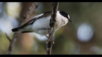 Collared Flycatcher