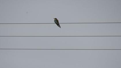 European Bee-eater