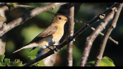 Red-breasted Flycatcher