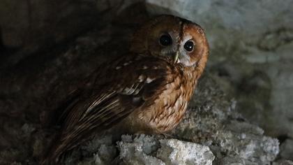 Tawny Owl