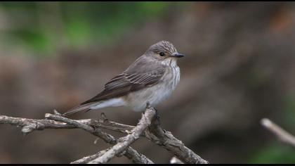 Spotted Flycatcher
