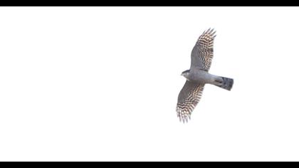 Northern Goshawk