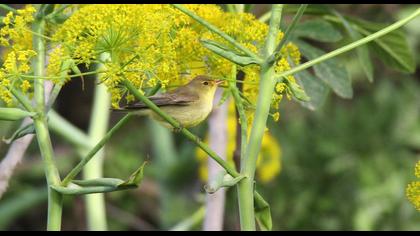 Icterine Warbler