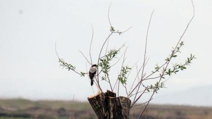 Lesser Grey Shrike
