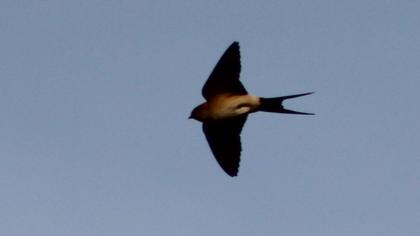 Red-rumped Swallow