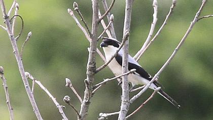 Lesser Grey Shrike
