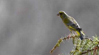European Greenfinch