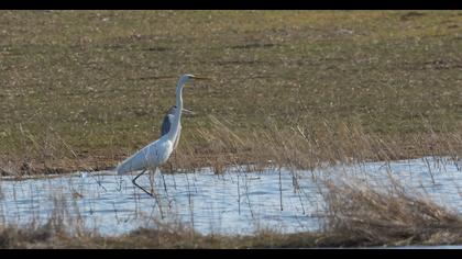 Great Egret