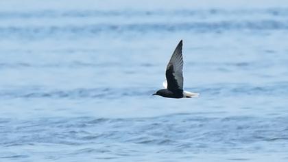 White-winged Tern