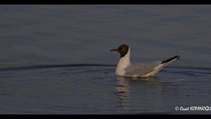 Black-headed Gull