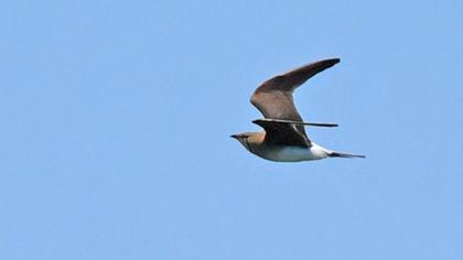 Collared Pratincole