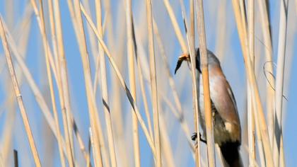 Bearded Reedling