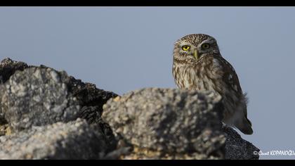 Little Owl