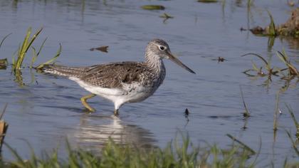 Bar-tailed Godwit