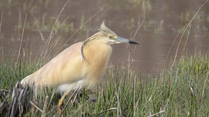 Squacco Heron