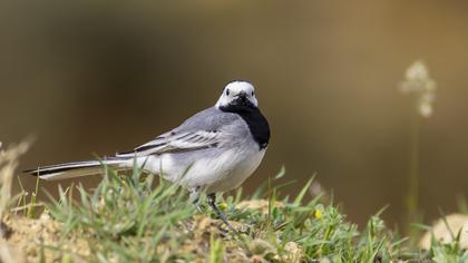 White Wagtail
