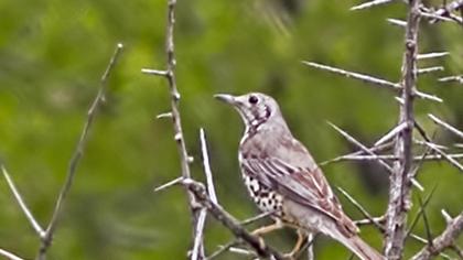 Mistle Thrush