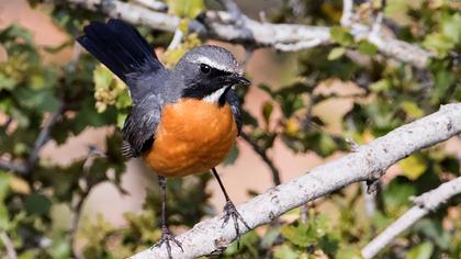 White-throated Robin