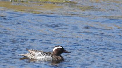 Garganey
