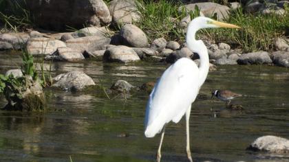 Great Egret