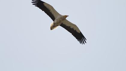 Egyptian Vulture