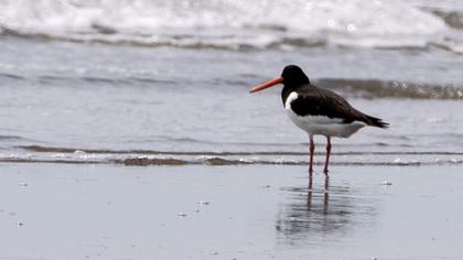 Eurasian Oystercatcher