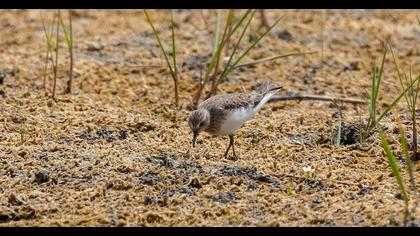 Temminck`s Stint