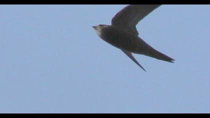 Common Swift