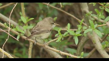 Eastern Olivaceous Warbler
