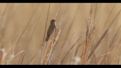 Savi`s Warbler