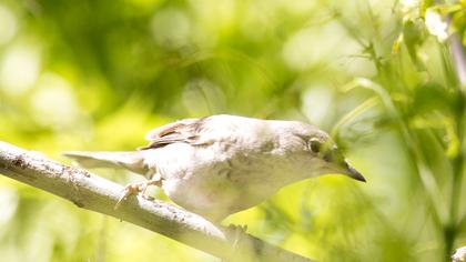 Barred Warbler