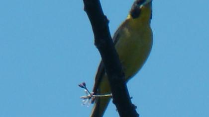 Black-headed Bunting