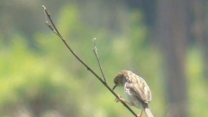 Delicate prinia