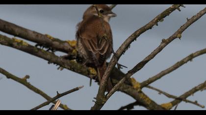 Red-backed Shrike