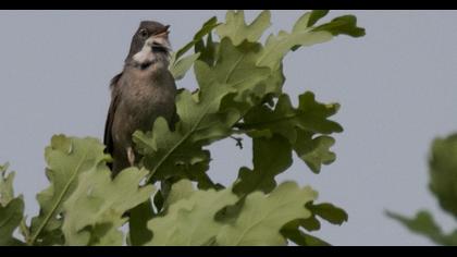 Common Whitethroat