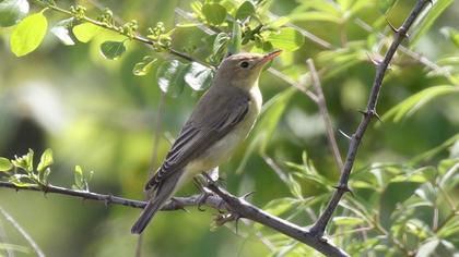 Icterine Warbler