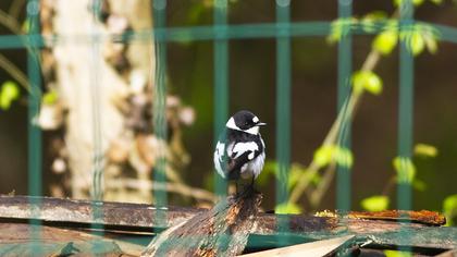 Collared Flycatcher