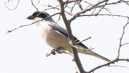 Lesser Grey Shrike
