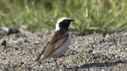 Pied Wheatear