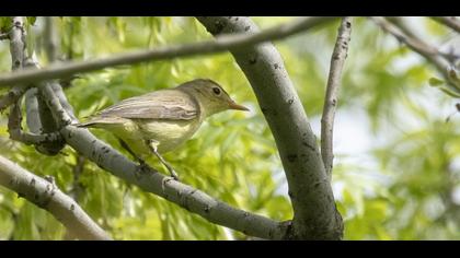 Icterine Warbler