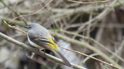 Grey Wagtail